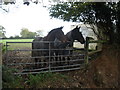 Two examples of the species Equus caballus