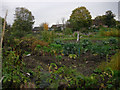 Small allotment area