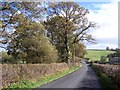 Thin strip of roadside deciduous woodland.