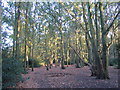 Hearsall Common, autumn