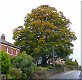 Oak tree by Gloucester Road, Ross-on-Wye