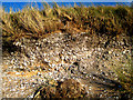 NK0025 : Newburgh: Mesolithic shell midden by Martyn Gorman