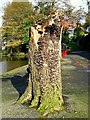 Tree stump, Ward Park