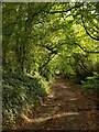 Cottles Lane, West Pennard