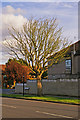 Dead Horse Chestnut, Merrivale, London N14