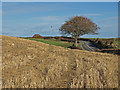 Stubble Field