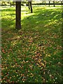 Windfalls near Ditcheat