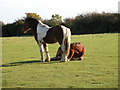 Horses in field beside Pampisford Road