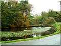 Duck pond at Gelli Fawr Farm