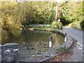 The pond, Fonmon, Vale of Glamorgan