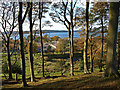 Beech Trees, Fairlie