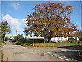 Magnificent beech, Southbank, Withington