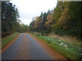 Road Going Through Forest in Newlands of Budgate