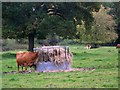 Cattle at Chettle