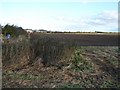 Field Near Longhoughton