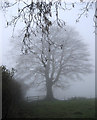 Misty tree