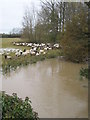 River Evenlode at Bruern Abbey