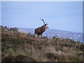 B7308 : Red deer - Cleenderry Townland by Mac McCarron