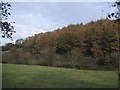 Autumn Colour near Ilsington