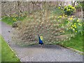 Peacock at Trevarno House, Cornwall