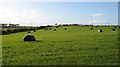 Round silage bales