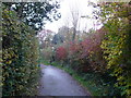 Start of a footpath from Ross Gardens into the woods