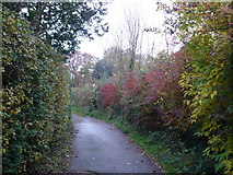 TR1259 : Start of a footpath from Ross Gardens into the woods by pam fray