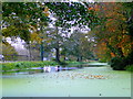 The Stroudwater Canal - here come the swans 2