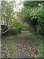 Footpath - Rodley Lane, Rodley