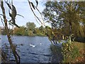 Roath Park lake and island, Cardiff