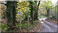 Bridleway on Hydon Heath