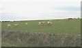 Cattle at Plas Llangwyfan