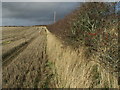 NT9039 : Autumn hedgerow in stubble field by ian shiell