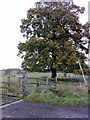 Fine Oak Tree, nr Gayhurst