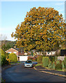 Oak tree, Pine Road, Alderholt, Dorset