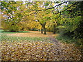 Hearsall Common, maples