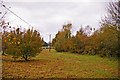 Tree plantation, Staplefield, East Sussex