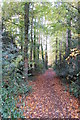 Footpath, Alderholt, Dorset