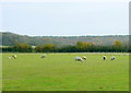 2008 :  Sheep pasture south of Marshfield