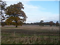 Oak Trees in Welbeck Park