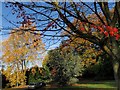 Tree colours, University of Exeter campus