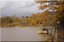 SK4343 : Mapperley Reservoir by GLENN  MANSFIELD