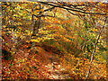 Autumn at Sirhowy Valley Country Park 1