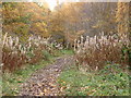 Stratherrick Woods in Autumn 2