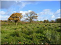 Rough grazing land