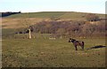 Horse in Field