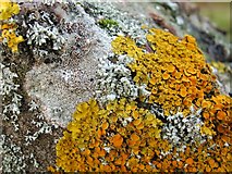 NS3678 : Lichens on a boulder in a disused quarry by Lairich Rig