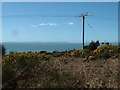 Gorse bushes near Llanfair