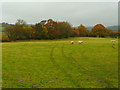 Pastures of West Shropshire