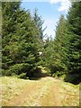 NN1100 : Sitka spruce plantation, Beinn Lagan by Richard Webb